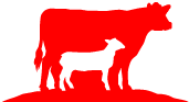 Qurbani Cow Goat