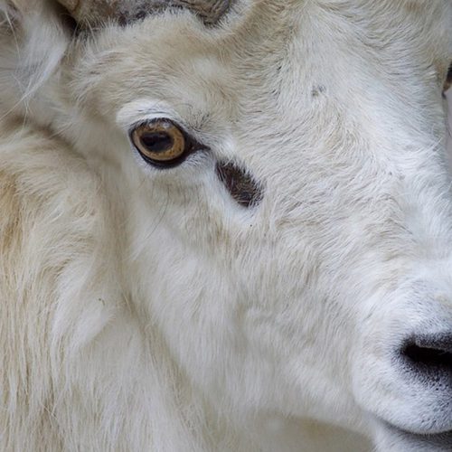 The IKCA Qurbani Quiz