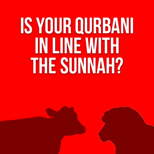 Is Your Qurbani in line with the Sunnah?