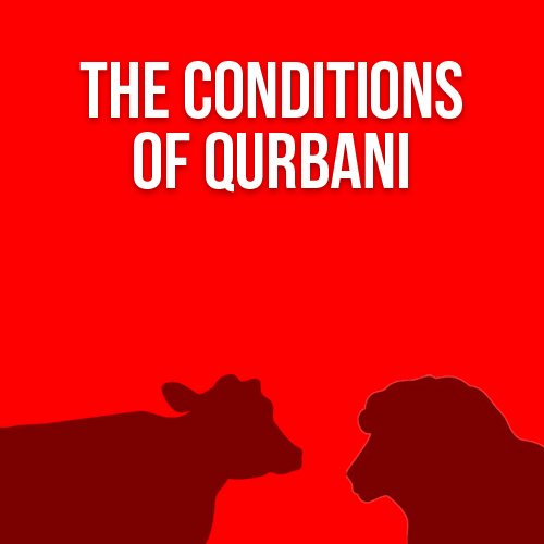 The Conditions of Qurbani (FAQs)